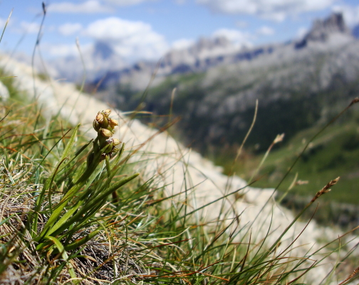 Chamorchis alpina, Malaxis monophyllos e altro...